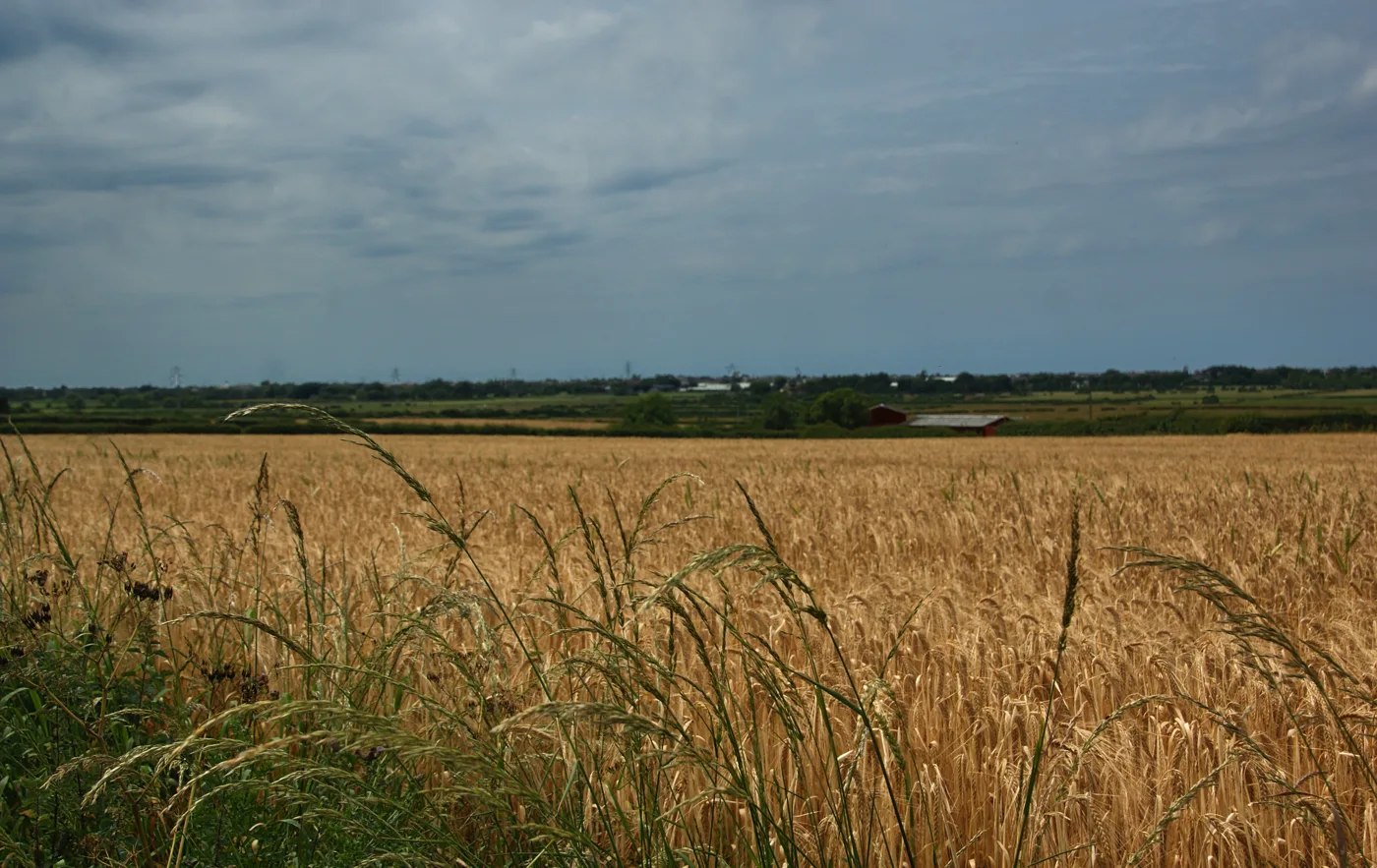 Farmland off Saughall Massie Road. Council-owned land in this area is among three tranches Peak Cluster has asked to survey